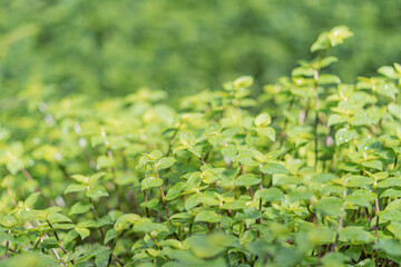 Obraz premium Close-up image of young plant leaves, slightly curled, possibly in a garden or natural environment Shallow depth of field emphasizes the central plant
