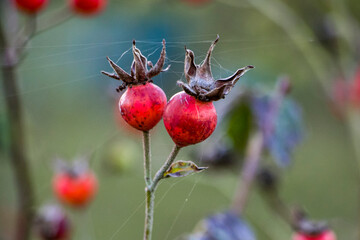 Bright red rosehip. Rosehip fruits. Ripe rosehip fruits on a branch. Rosehip harvesting.