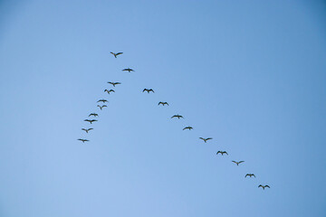 A flock of ducks flying in formation.
A flock of wild ducks flying in the blue sky. Ducks in a V...