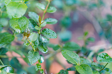 Close-up image of wet, glossy green leaves on a plant, captured in a shallow depth of field for macro photography, giving a fresh and shiny appearance against a blurred natural backdrop