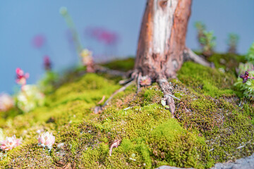 Close-up of mossy rock in outdoor setting, vibrant green and brown moss, carpet-like coverage, interspersed small pinkish-purple plants or flowers, blurred background suggesting forest or meadow, foc