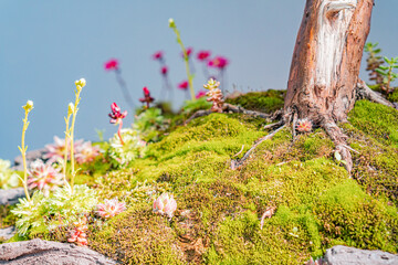 A vibrant, miniature garden featuring moss, lichen, and small red flowers on a rocky substrate, with a tall tree trunk adding contrast