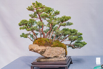 A bonsai tree with a gnarled trunk, lush green leaves, and moss at the base is displayed on a dark multi-level stand The setting suggests naturalism with a small rock placed at the base The backgro