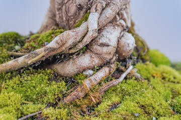 Close-up image of an old, gnarled tree stump with branching roots covered in green moss, suggesting a damp or moist environment The texture is rough and irregular, dominated by shades of brown, gree