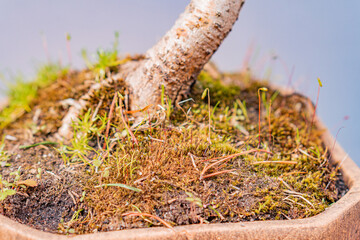 Image features a close-up of weathered wood covered in various shades of green plant life, including moss and lichens The textures and colors are highlighted against a neutral background