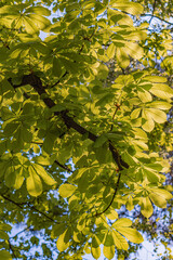 Close-up shot of a vibrant autumn tree branch with yellow, orange, and green leaves bathed in...