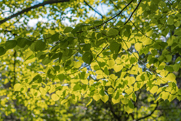 Close-up image of bright, healthy green leaves filling frame, naturalistic style