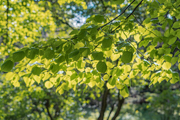 Close-up image of illuminated deciduous tree leaves with mix green and yellow hues, suggesting either early autumn or natural variations, in a vibrant wooded area background The focus is on the text