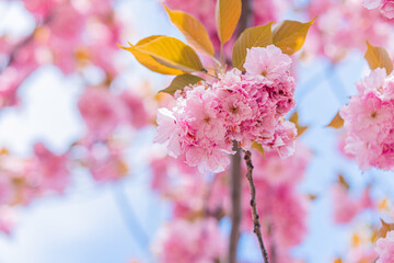 Close-up of vibrant cherry blossom flowers, pale pink petals, visible stamens, blooming against a blurred blue sky background, natural and bright lighting, no additional context