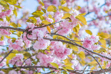 Close-up view of a pink-flowered tree branch against clear blue skies, displaying contrast between...