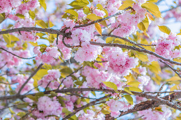 Obraz premium Close-up view of cherry blossom flowers, pink petals against a blue sky, daytime with clear weather, naturalistic photograph