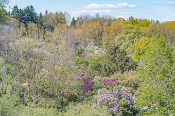 A lush green landscape dominated by deciduous trees in various stages of leaf fall, with purple flower clusters and bare branches The scene suggests late summer or early autumn, under soft overcast