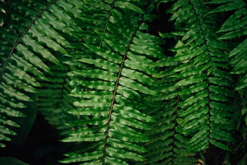 Background of frame filling green fern leaves