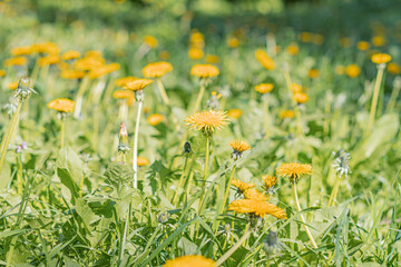 Close-up image of vibrant yellow daisies against a fieldmeadow backdrop, with shallow depth of field technique in macro or close-up photography to highlight the flowers