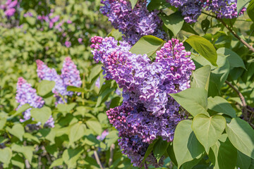 Close-up of lavender cluster in bloom, star-shaped purple blossoms, numerous small tubular petals,...