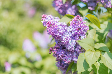 Close-up photograph of a central purple flower surrounded by others, with green leaves Subject has an artistic quality due to soft background blur and natural lighting