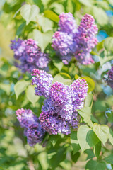 A close-up image showcases lavender flowers at their peak, featuring deep purple petals and yellow centers against a healthy green leaf backdrop The photograph was likely taken with a shallow depth