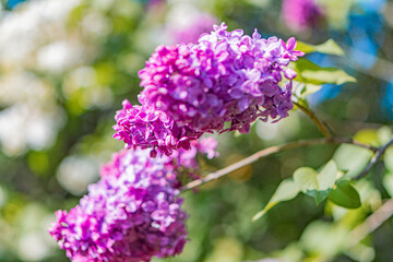 Close-up view of purple lilac flowers, star-shaped petals, clustered together, sharp focus on buds, softening towards center, natural lighting gradient, shadows, depth, out-of-focus background greene