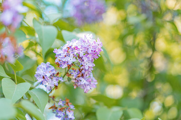 Close-up of vibrant purple flowers against a softly blurred background in a natural setting, possibly a garden or wildflower patch