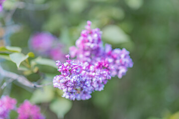 Close-up image of purple flowers, possibly lilacs or lavender Shot outdoors against a blurred backdrop of green foliage and blue sky Detailed focus on flowers with bokeh background