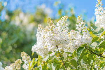 Obraz premium A small, pixelated image of a close-up flower photograph with visible petals and stems against a fading background