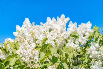 Close-up photograph of densely blooming white flowers on green branches, captured in a vibrant and realistic style Taken on a sunny day with clear weather, possibly outdoors