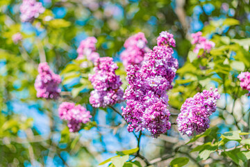 Obraz premium Close-up image of purple, clustered lilac flowers with vibrant petals and sunlight filtering through foliage in an outdoor daylight setting