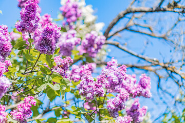 A close-up image of a lavender branch with vibrant purple flowers, green leaves, and a hint of background foliage The sky suggests good weather conditions No human-made elements are present