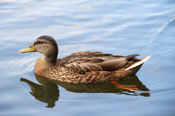 Mallard duck (Anas platyrhynchos) in nature