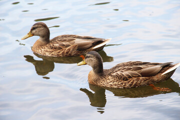 Mallard duck (Anas platyrhynchos) in nature