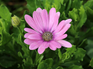 A shrubby daisy (Osteospermum fruticosum) blooms in the garden