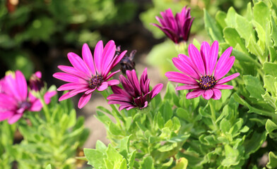Obraz premium A shrubby daisy (Osteospermum fruticosum) blooms in the garden