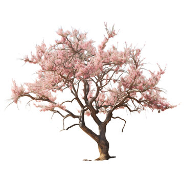 recommend clip art: Transparent Background Almond Tree PNG Cutout: A high-quality tree design with realistic branches, perfect for graphic designs or nature-themed projects