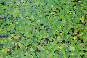 The aquatic plant Hydrocharis morsus-ranae grows in a pond