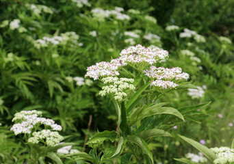 In nature, elderberry herbaceous (Sambucus ebulus) blooms