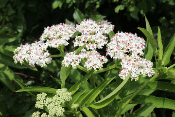 Obraz premium In nature, elderberry herbaceous (Sambucus ebulus) blooms