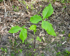 Arisaema triphyllum | Jack-in-the-Pulpit | Native North American Woodland Wildflower