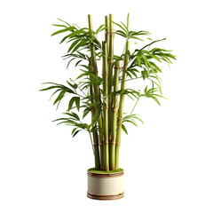 Fototapeta premium Beautiful Bamboo Plant in a Pot PNG Cutout with Transparent Background for Indoor Gardening and Nature-Inspired Decor