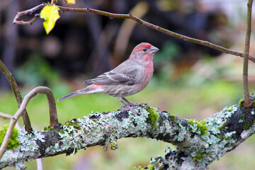 Red Finch Tree Profile 05