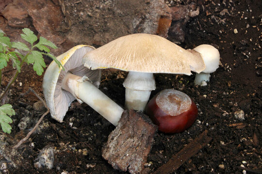 Stainer Mushrooms in Dirt 02