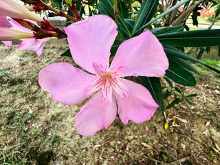 Close-up of Nerium Oleander pink flowers. Beautiful pink, double, flowers of the Oleander. Pink...