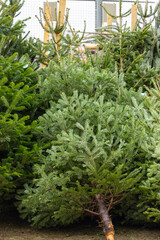 Freshly cut Christmas trees with lush green branches arranged for sale, symbolizing festive holiday...
