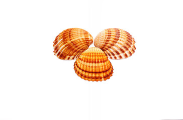 Collection of seashells isolated on white background
