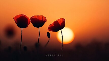Three poppies silhouetted against a vibrant sunset.
