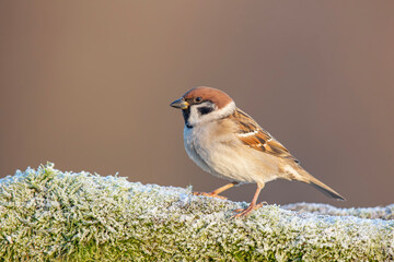 Mazurek, wróbel mazurek, wróbel polny, (passer montanus) / Eurasian tree sparrow