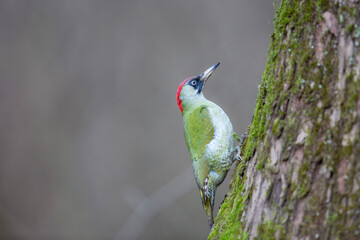 Dzięcioł zielony, green woodpecker (Picus viridis) © Michal Przystas