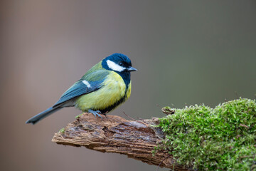 Bogatka, sikora bogatka, great tit (Parus major) © Michal Przystas