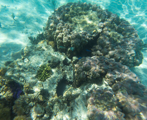 corals in lagoon