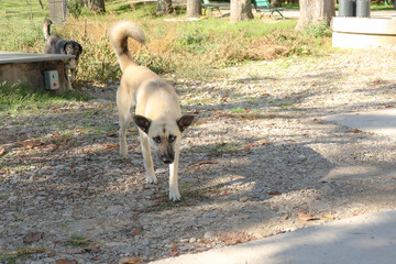 Dog with different eye color
