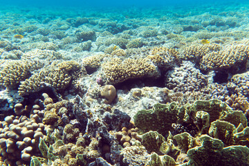 A nice photo of coral reef